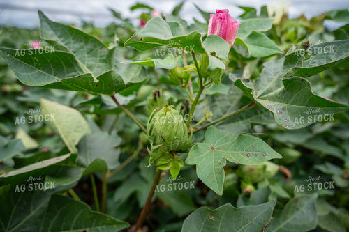 Flowering Cotton Field 149142