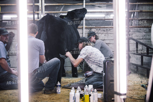 Farmers Grooming Cow 113003