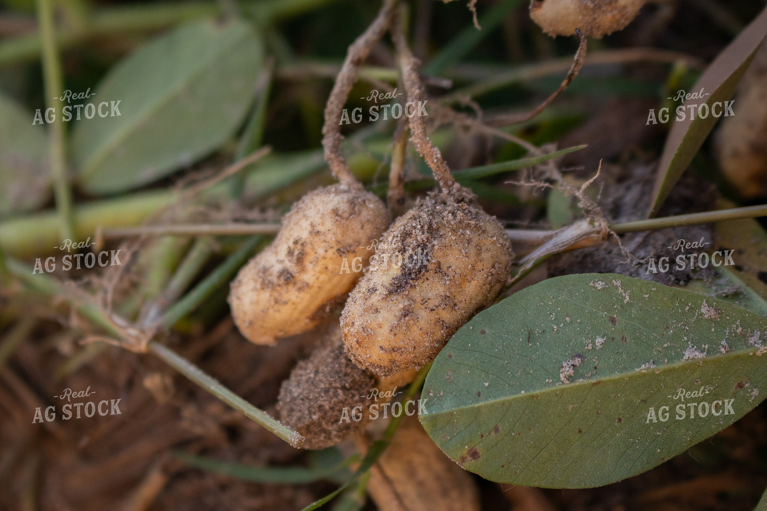 Peanut Plant 256023