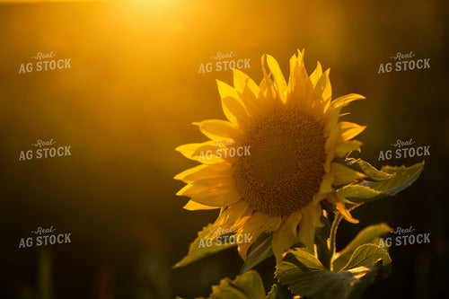 Sunflower Plant 76312