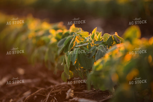 Mid-Season Soybeans 7254