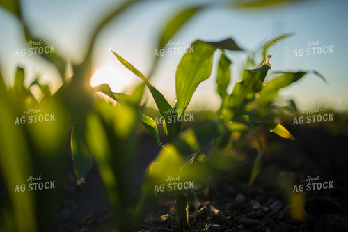 Corn - Early Growth 1102