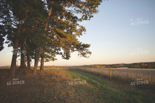 Scenic Landscape on Fenceline 251002