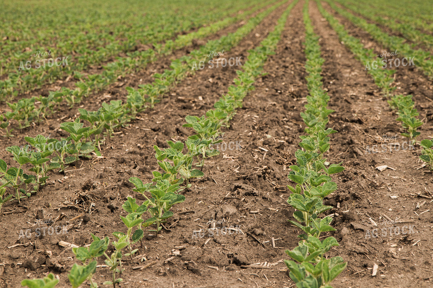Soybean Field 67354
