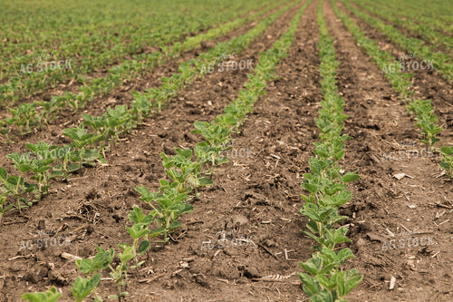 Soybean Field 67354