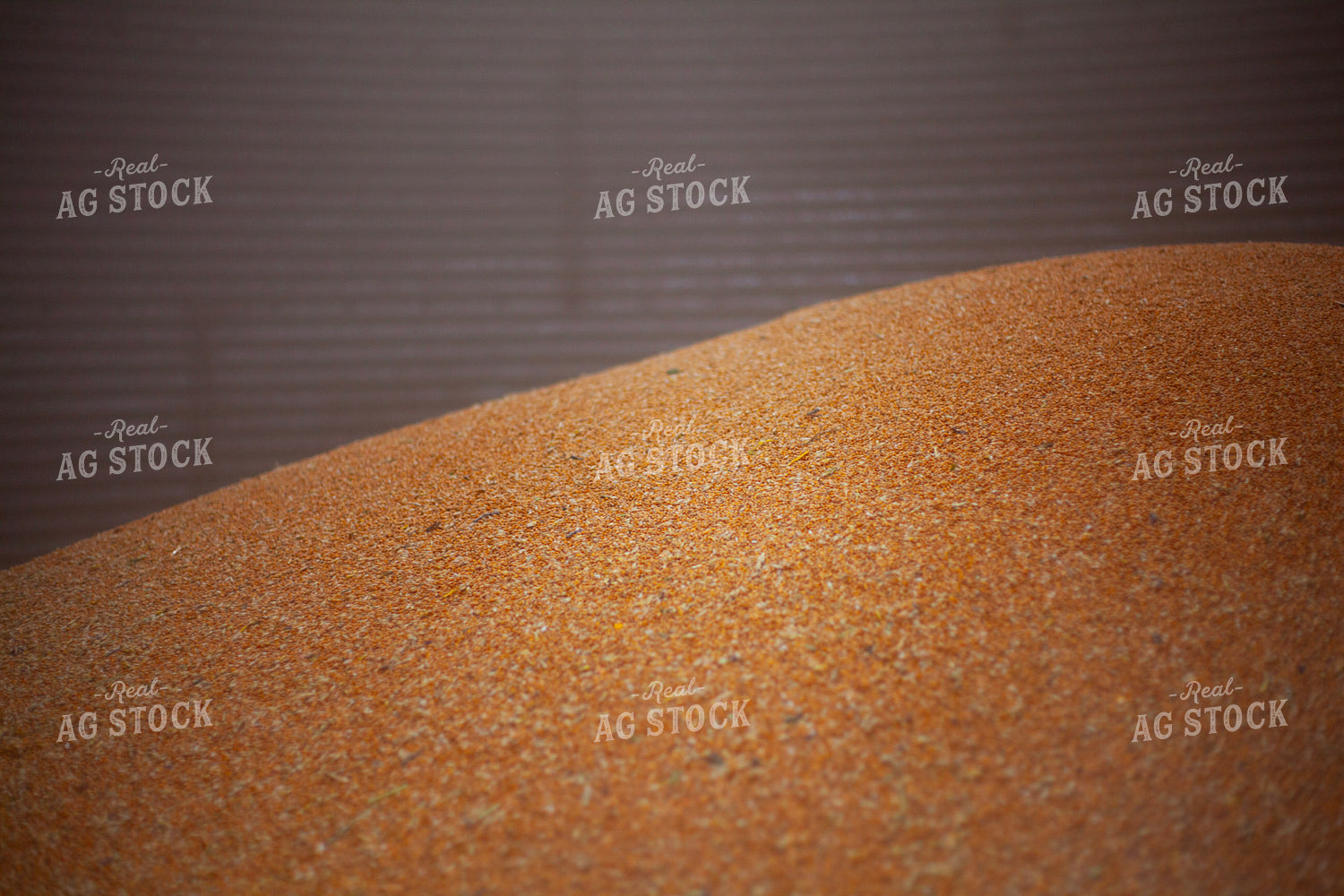 Harvested Grain 132105