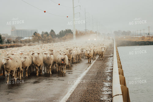 Sheep Crossing Road 83107