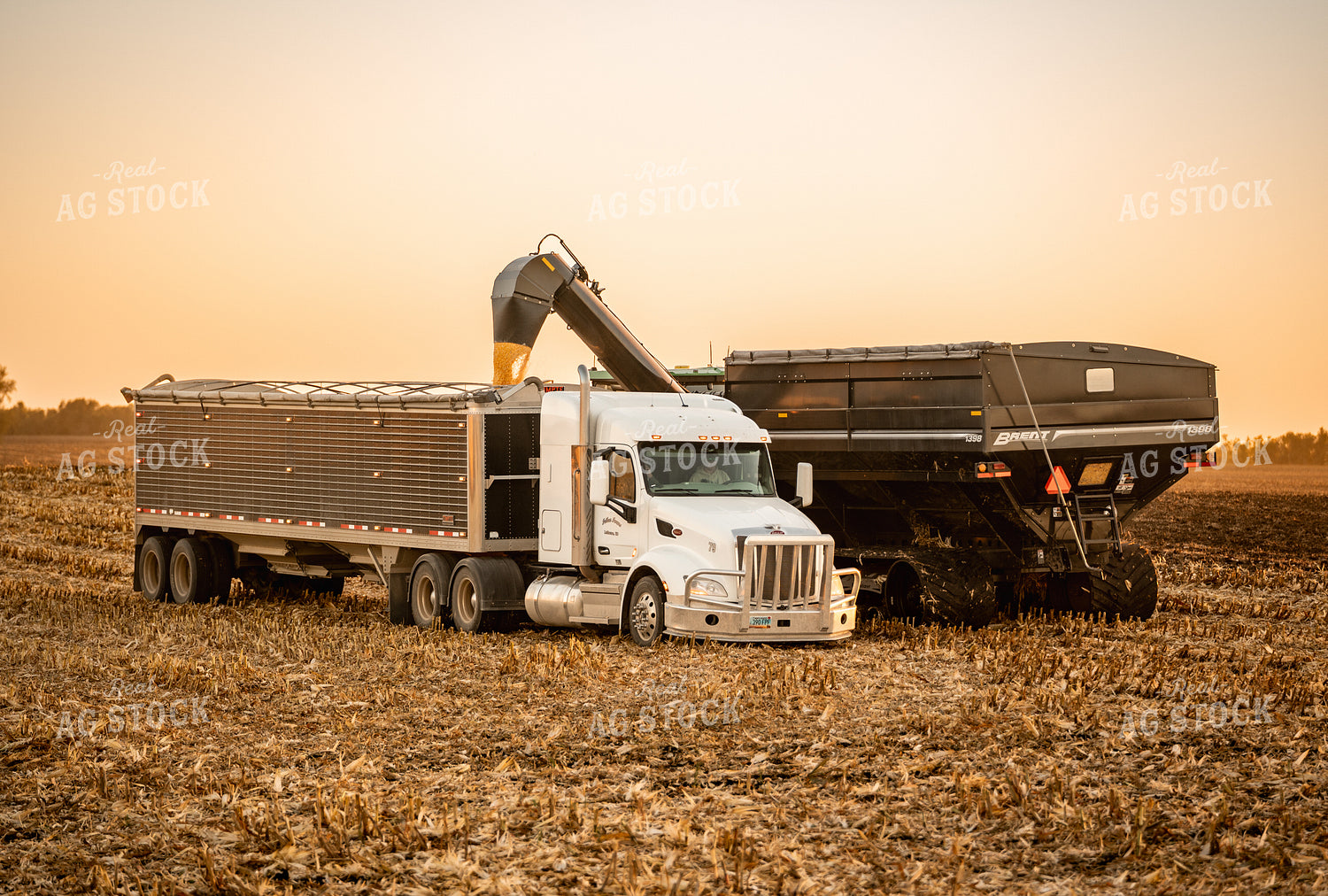 Corn Harvest 185160