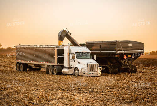 Corn Harvest 185160