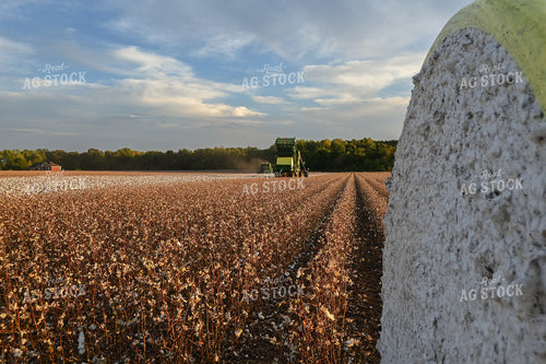 Cotton Harvest 149033