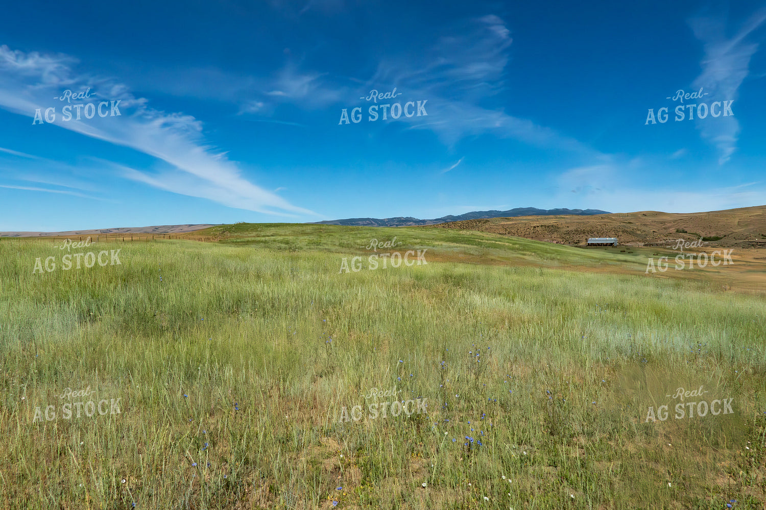 Scenic Pasture 65224