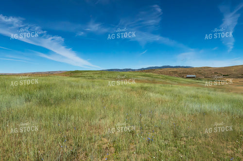 Scenic Pasture 65224