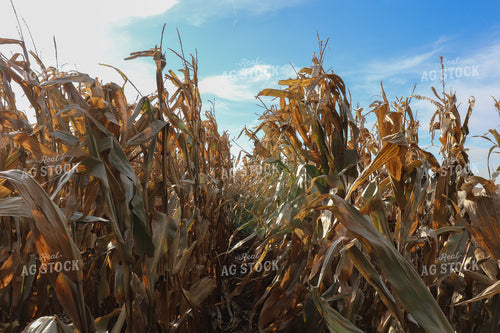 Drying Corn 67030