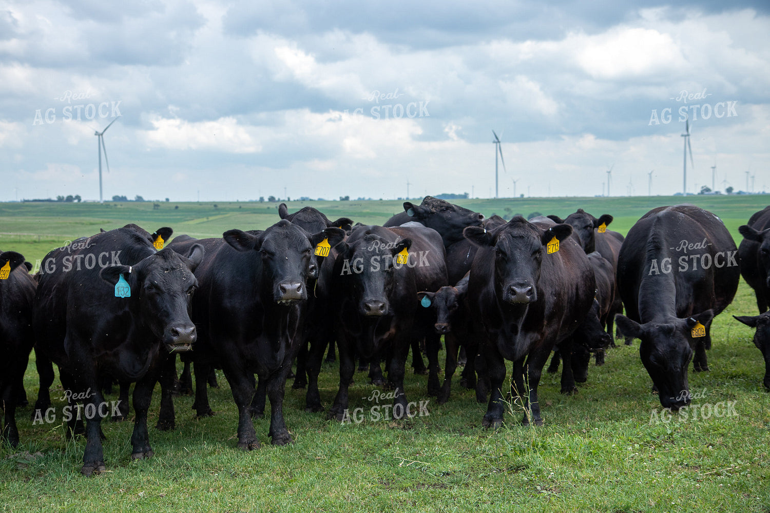 Black Angus Cow Herd 67250