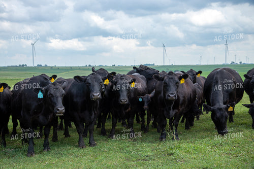 Black Angus Cow Herd 67250