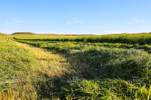 Cutting Green Willow Creek Winter Wheat 87007