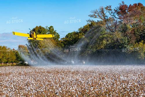Crop Duster Spraying Cotton Field 136261