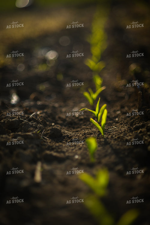 Early Growth Corn 191038