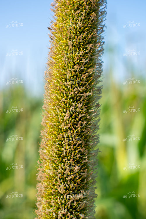 Midseason Mllet 156149