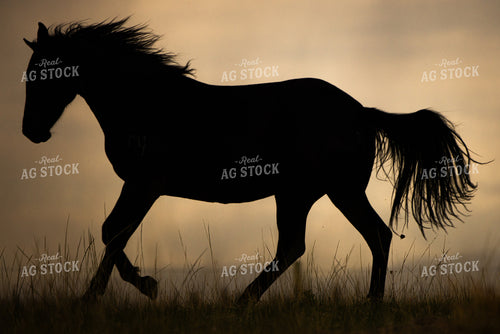 Horse Silhouette 304027