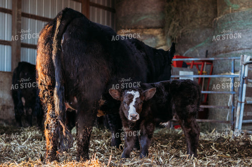 Black Baldy Cow Calf Pair 174009