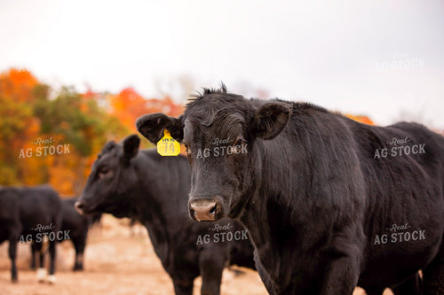 Black Angus Cattle on Pasture 55189