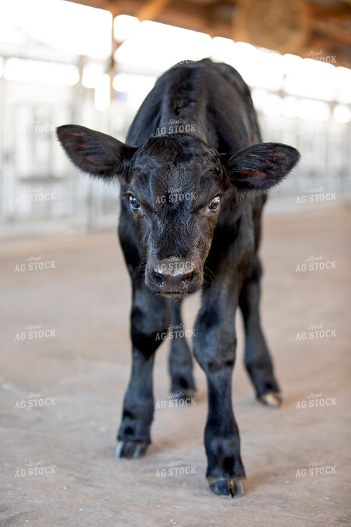 Beef on Dairy Calf 55256