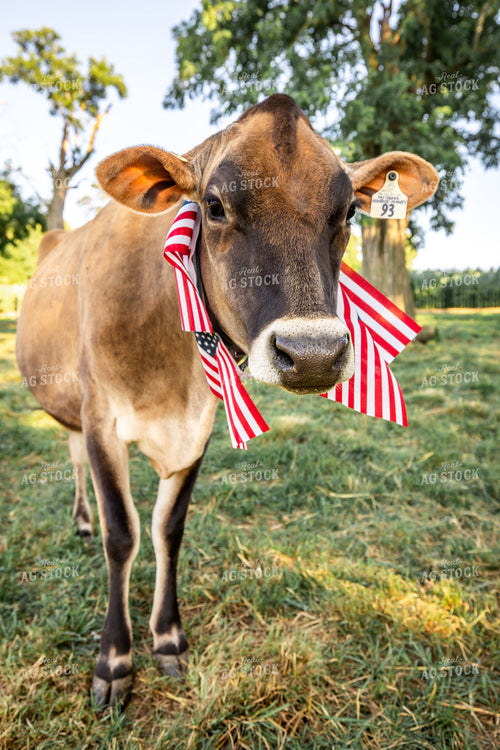 Patriotic Jersey Cow 270008