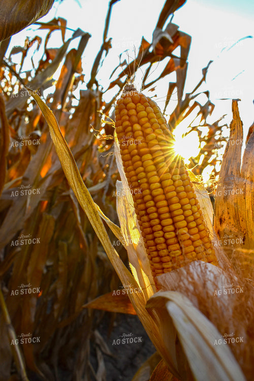 Sun Flare on Dried Ear of Corn 84038