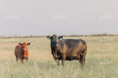 Cattle on Pasture 131031