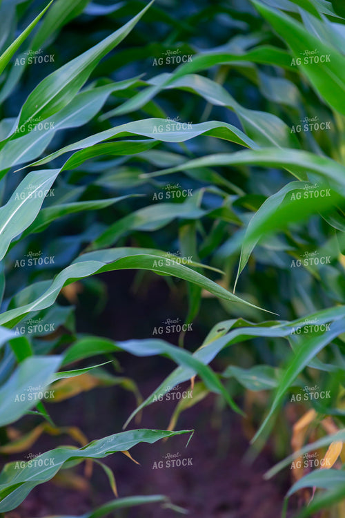 Corn Leaves 132078