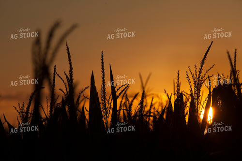 Corn - Mid-Season 1281