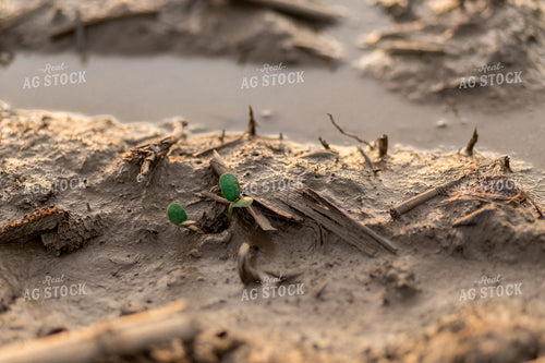Early Season Soybeans 93271