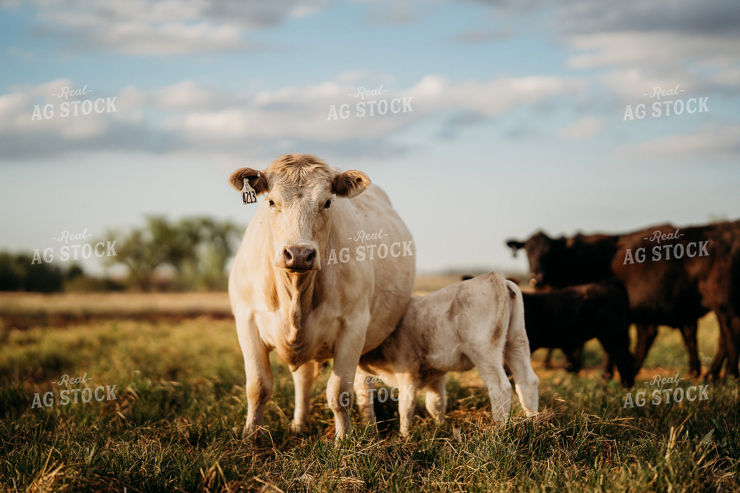 Charolais Cow Calf Pair 196310