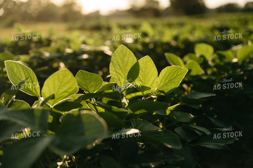 Soybeans 125298