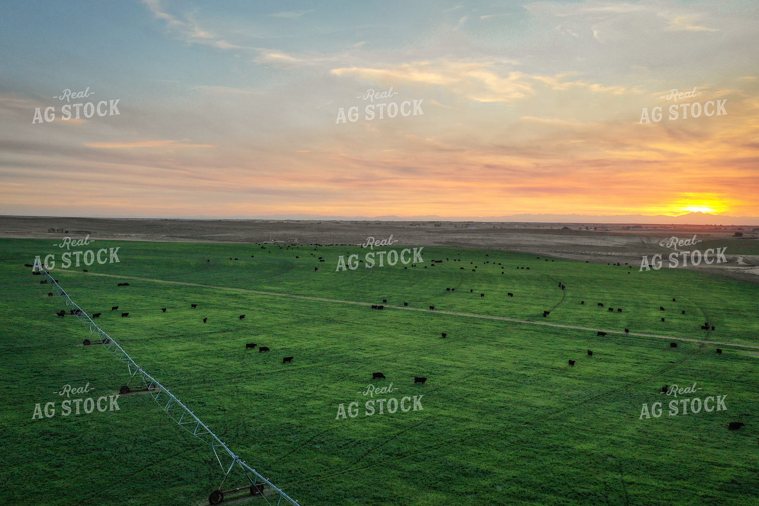Cattle on Irrigated Pasture 56040