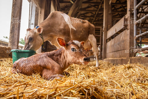 Newborn Jersey Calf 270254