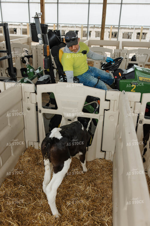 Filling Calf Buckets 152778
