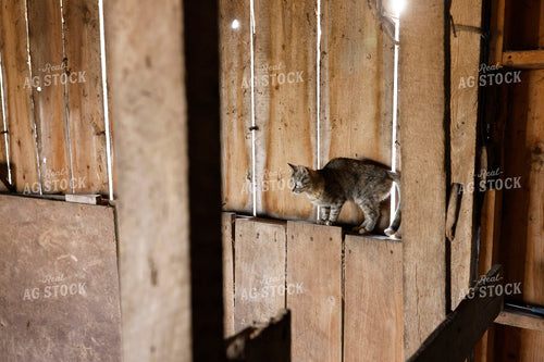 Farm Cat 129105