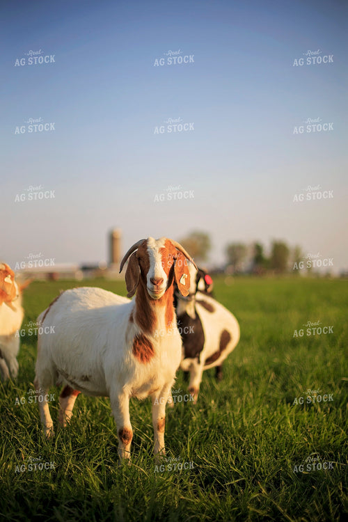 Goats in Farmyard 93140