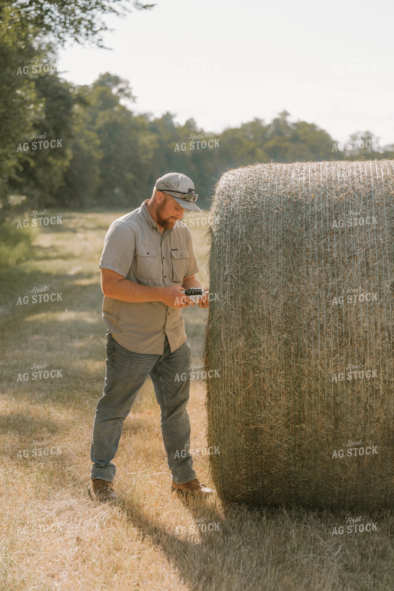 Farmer Checking Hay Moisture 125396