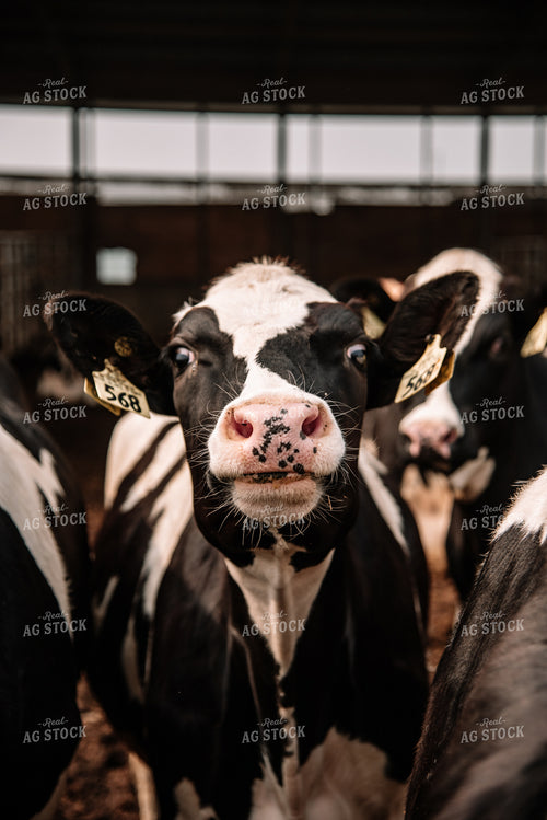 Holstein Cattle in Open Barn 137029