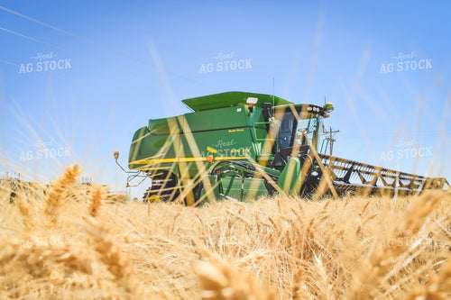 Wheat Harvest 56086