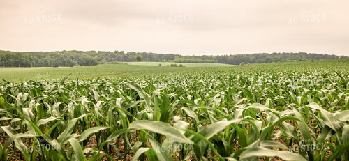 Midseason Corn 270358