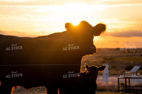 Cow Calf Pair Silhouette 208044