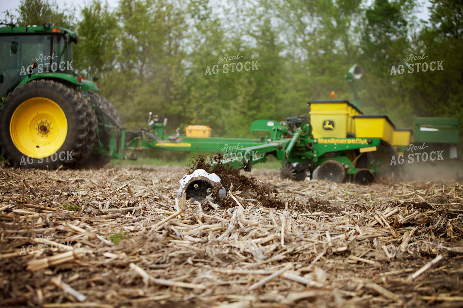 Planting 1981