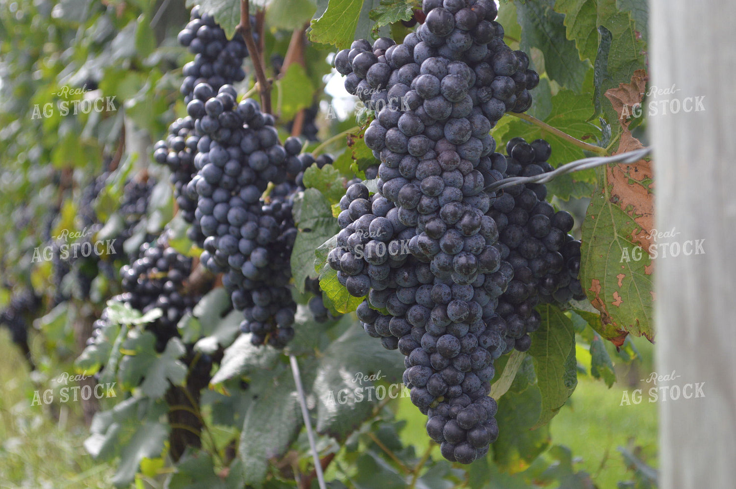 Grapes 213004
