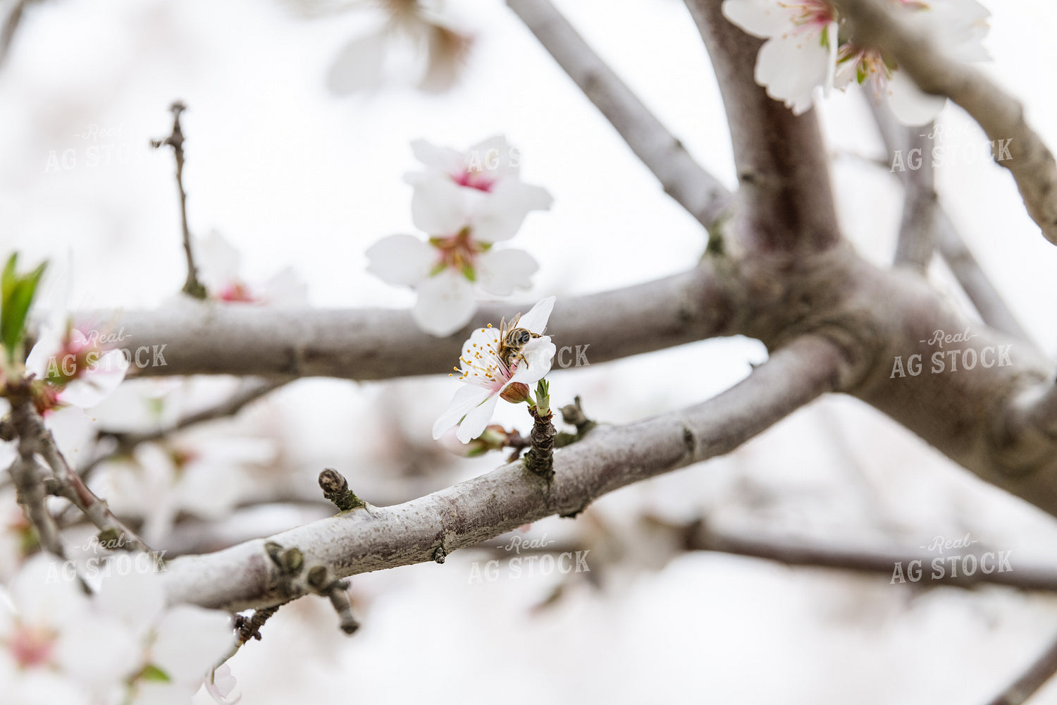 Bee on Almond Blossoms 107098