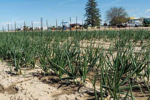 Onion Field 65658