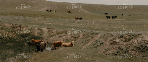 Cattle in Pasture 58229